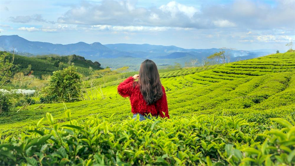 Du khách check in Đồi chè Cầu đất